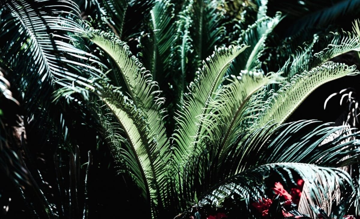 Travelers Palm